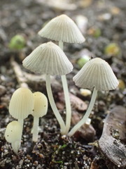 Coprinellus disseminatus