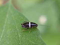 Planuncus tingitanus