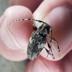 Aegomorphus quadrigibbus