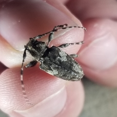 Aegomorphus quadrigibbus