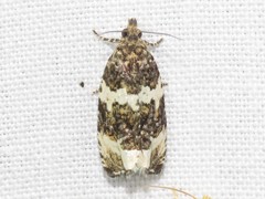 Olethreutes valdanum