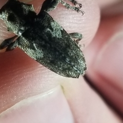 Aegomorphus quadrigibbus