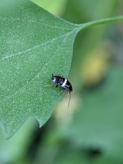 Planuncus tingitanus