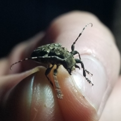 Aegomorphus quadrigibbus