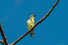 Pogoniulus chrysoconus