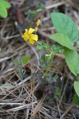 Oxalis texana