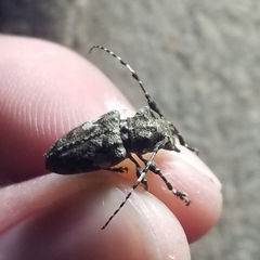 Aegomorphus quadrigibbus