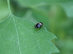 Planuncus tingitanus