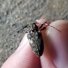 Aegomorphus quadrigibbus