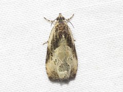 Olethreutes connectum
