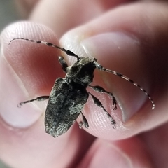 Aegomorphus quadrigibbus