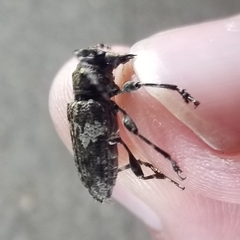 Aegomorphus quadrigibbus