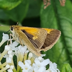 Polites themistocles