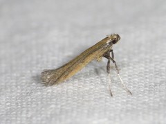 Caloptilia hypericella