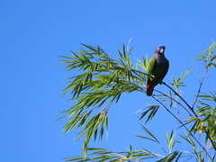 Pionus menstruus rubrigularis
