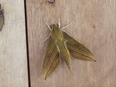 Xylophanes crotonis