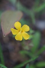 Oxalis texana