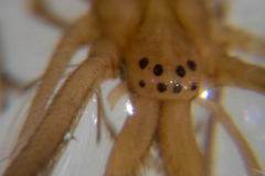 Tetragnatha caudata