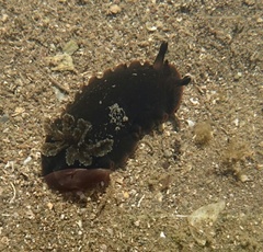 Dendrodoris