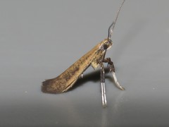 Caloptilia hypericella