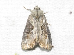 Lateroligia ophiogramma