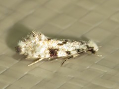 Nemapogon auropulvella