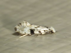 Nemapogon auropulvella