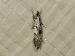 Nemapogon auropulvella
