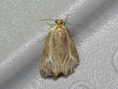 Olethreutes quadrifidum