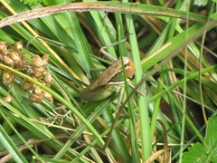 Sepiana sepium