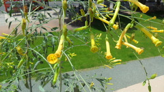 Nicotiana glauca