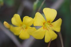 Oxalis texana