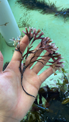 Ahnfeltiopsis linearis