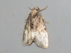 Neoligia subjuncta