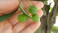 Olea europaea