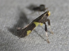 Caloptilia cornusella