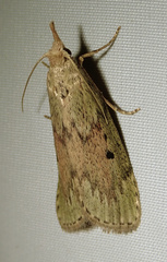 Bee Moth