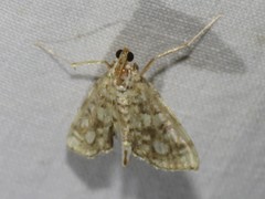 Lygropia rivulalis