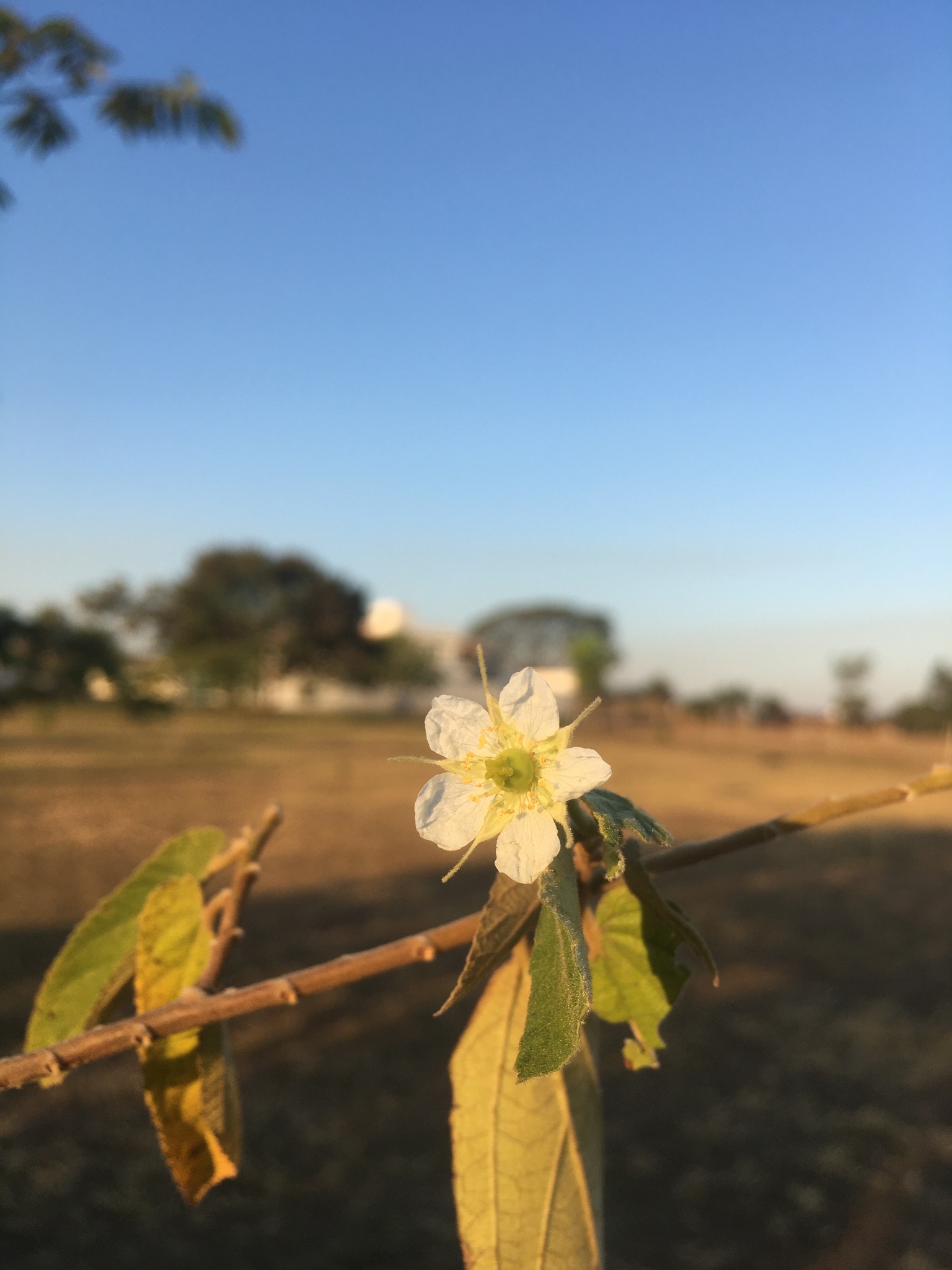 Muntingia calabura