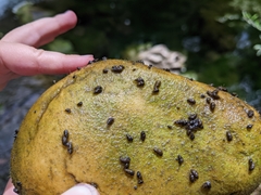 Potamopyrgus antipodarum