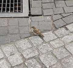Passer domesticus