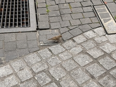 Passer domesticus