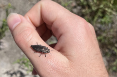 Chrysochroinae
