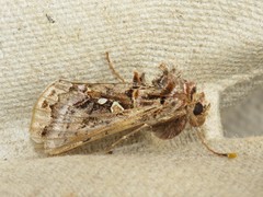 Autographa mappa