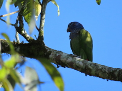 Pionus menstruus rubrigularis