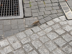 Passer domesticus