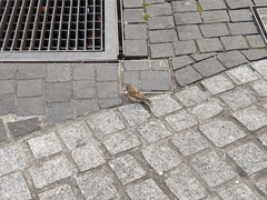 Passer domesticus