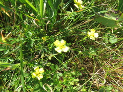 Potentilla anglica