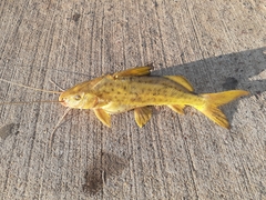 Pimelodus maculatus