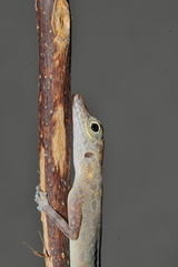 Anolis argenteolus